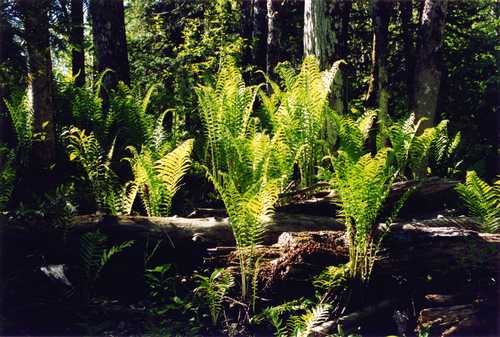 FORREST FERNS B